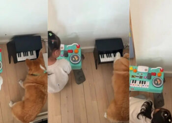 “The best music teacher”, a music-loving female Corgi teaches her young mistress to play the piano (video)