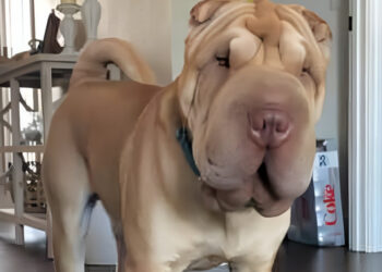 The disappearance of a Shar-Pei while his mistress was giving birth mobilized around ten neighbors who found him after 2 weeks
