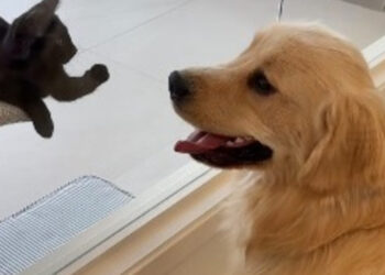 This Golden Retriever makes his dream come true by meeting the shelter cats he observes through the window every day (video)