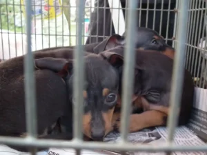 Illegal puppy trade