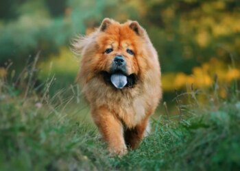 Why do some dogs have blue or black-spotted tongues?