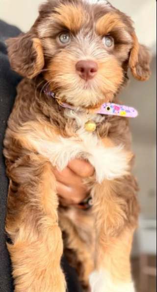 Illustration of the article: A puppy is having one of the best times of his life while having fun chasing his leash wrapped around a pillar (video)