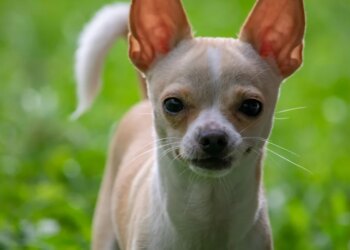 Do small dogs really need regular long walks?
