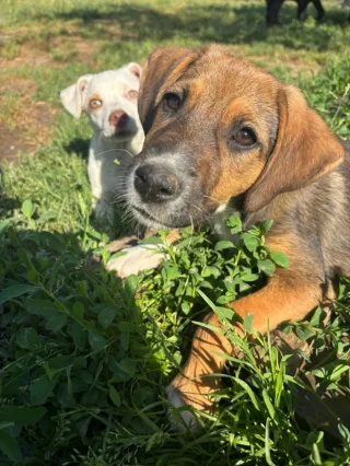 Article illustration: Covered in fleas and ticks in a field, this puppy is a 'little miracle waiting for a loving forever family'