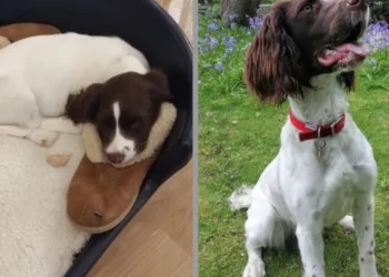 Red, the retired police dog, returns to her former foster family and helps her overcome her grief