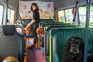 Illustration of the article: “It’s a bit like a nursery”, every day, she comes to pick up the dogs by bus to take them to have fun in the city (video)