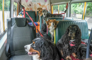 Illustration of the article: “It’s a bit like a nursery”, every day, she comes to pick up the dogs by bus to take them to have fun in the city (video)