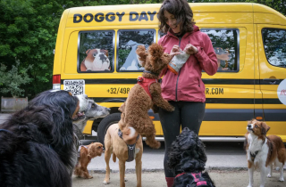 Illustration of the article: “It’s a bit like a nursery”, every day, she comes to pick up the dogs by bus to take them to have fun in the city (video)