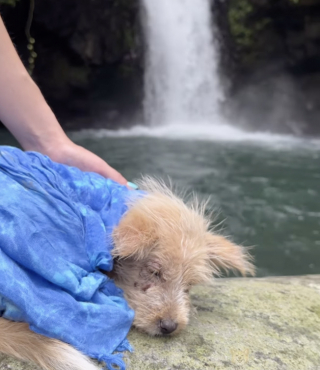 Illustration of the article: Left alone in a rice field with infected skin and eyes, this puppy finally finds help from a kind-hearted hiker (video)