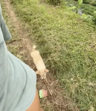 Illustration of the article: Left alone in a rice field with infected skin and eyes, this puppy finally finds help from a kind-hearted hiker (video)