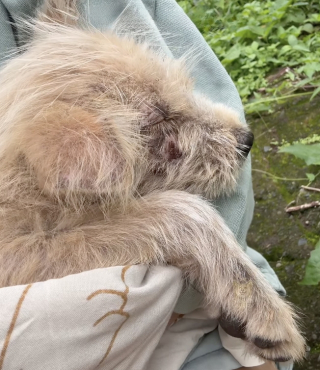 Illustration of the article: Left alone in a rice field with infected skin and eyes, this puppy finally finds help from a kind-hearted hiker (video)
