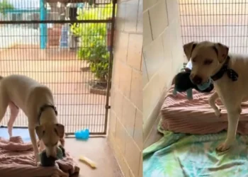 Deaf and visually impaired, anxious shelter dog is given a stuffed toy to soothe him and waits to find a loving home (video)