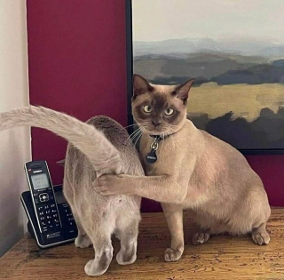 Illustration of the article: 12 unusual and funny photos of cats and dogs taken on the spot