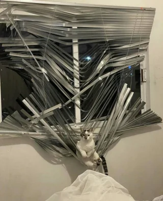 Illustration of the article: 12 unusual and funny photos of cats and dogs taken on the spot