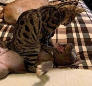 Illustration of the article: 12 unusual and funny photos of cats and dogs taken on the spot