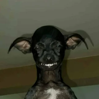 Illustration of the article: 12 unusual and funny photos of cats and dogs taken on the spot