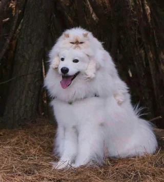 Illustration of the article: 12 unusual and funny photos of cats and dogs taken on the spot