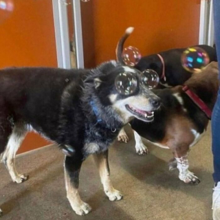 Illustration of the article: 12 unusual and funny photos of cats and dogs taken on the spot