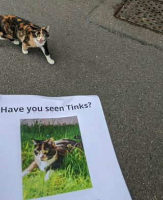 Illustration of the article: 12 unusual and funny photos of cats and dogs taken on the spot