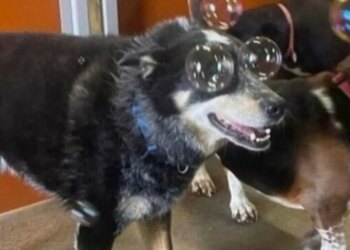12 unusual and funny photos of cats and dogs taken on the spot
