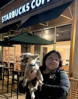 Illustration of the article: An elderly Poodle waits one night on the terrace of a Starbucks, until he is noticed and finds his worried owners