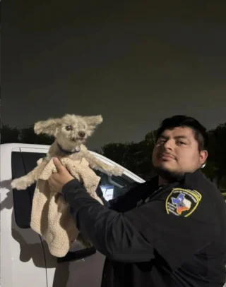 Illustration of the article: An elderly Poodle waits one night on the terrace of a Starbucks, until he is noticed and finds his worried owners