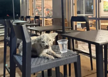 An elderly Poodle waits one night on the terrace of a Starbucks, until he is noticed and finds his worried owners