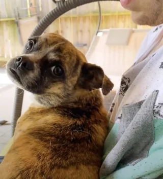 Illustration of the article: Discovered in a ditch, this dog overcomes her shyness in a foster family and experiences the joy of adoption