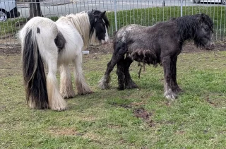 Illustration of the article: A pony stuck in a tractor tire was freed thanks to the mobilization of several residents