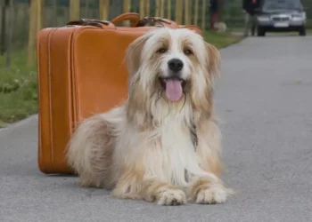 Well prepared for vacation with your dog