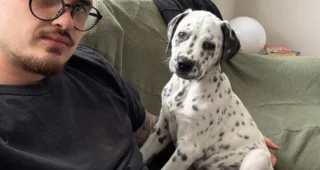Article illustration: This unique-looking Dalmatian-Staffie cross puppy is finally living a normal life after suffering from ringworm