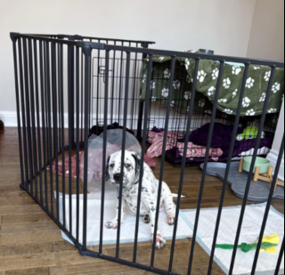 Article illustration: This unique-looking Dalmatian-Staffie cross puppy is finally living a normal life after suffering from ringworm