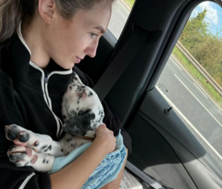 Article illustration: This unique-looking Dalmatian-Staffie cross puppy is finally living a normal life after suffering from ringworm