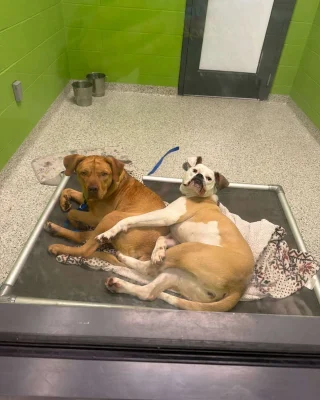 Illustration of the article: After adopting his brother, an anxious shelter dog finds comfort with another resident who always looked after him