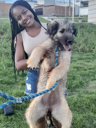 Article illustration: Woman adopts tiny black puppy thrown in a bag and films her complete physical transformation in just a few months