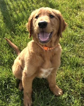 Illustration of the article: A dad surprises his children with a Golden Retriever puppy and triggers an immense reaction of joy (video)