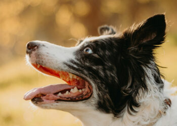 Myth or reality: should you put ice on a dog with heatstroke?