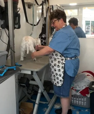 Illustration of the article: A community of groomers mobilizes to take care of the dogs of the clients of their colleague suffering from cancer