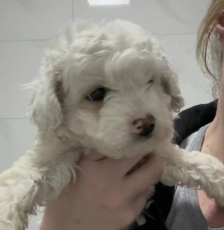 Illustration of the article: “He was trying to make himself as small and invisible as possible”, this terrified puppy hidden under a truck was just waiting to be saved