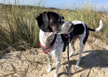 Holidays with dogs – Dog News