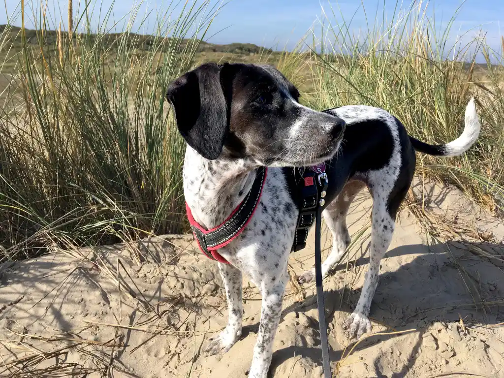 Urlaub mit Hund