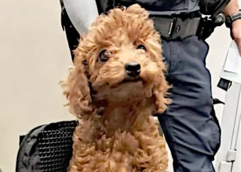 Customs at Düsseldorf airport stops animal smugglers