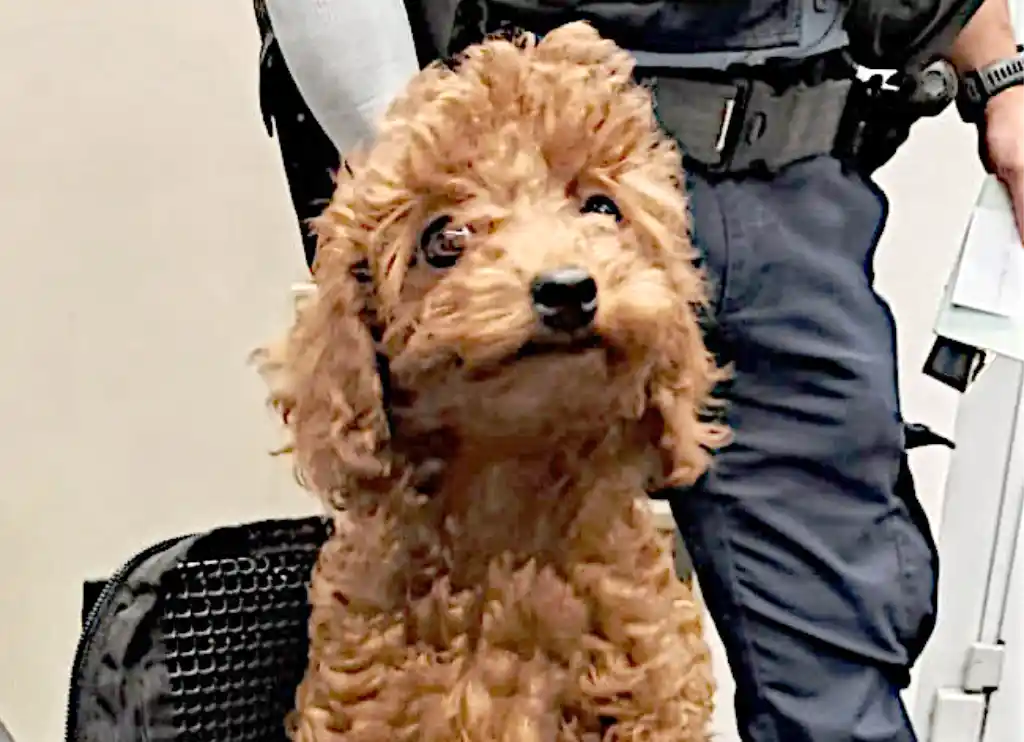 Customs at Düsseldorf airport stops animal smugglers