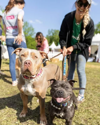 Illustration of the article: Woofest, the great dog festival, returns on June 13 and 14, 2026 in Lyon for a weekend of mud racing, games and walks