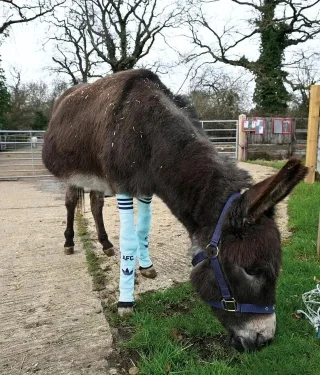 Illustration of the article: This major football club recycles its old socks to help the horses and donkeys at an animal sanctuary (video)