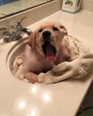 Article illustration: 16 photos of puppies that embody cuteness at its highest level