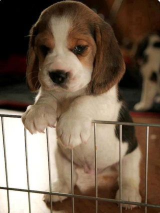 Article illustration: 16 photos of puppies that embody cuteness at its highest level