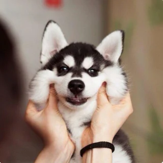 Article illustration: 16 photos of puppies that embody cuteness at its highest level