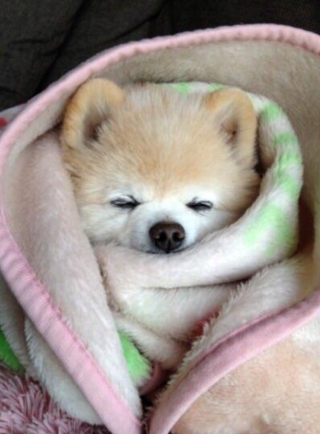 Article illustration: 16 photos of puppies that embody cuteness at its highest level
