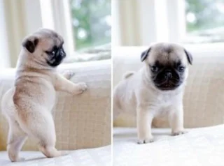 Article illustration: 16 photos of puppies that embody cuteness at its highest level